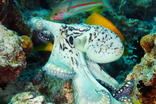 Reef octopus — Stock Photo, Image