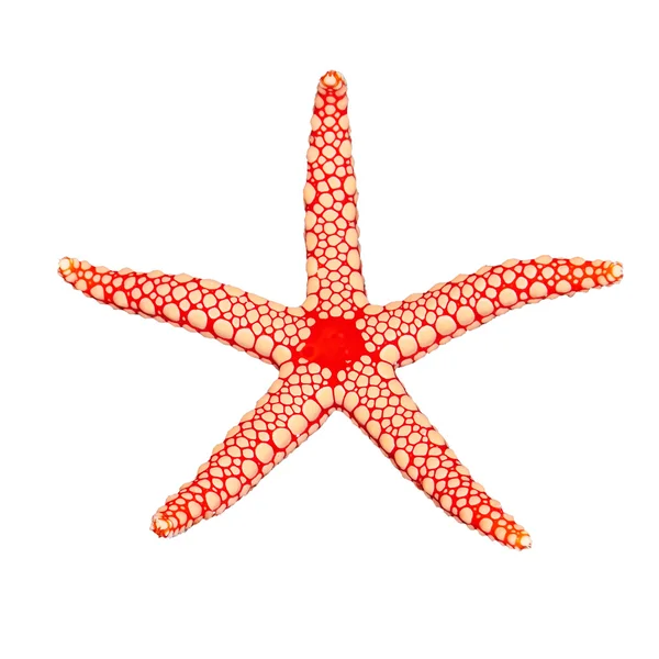 Pérola estrela do mar — Fotografia de Stock