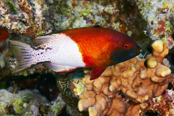 Lyretail hogfish — Stock Photo, Image