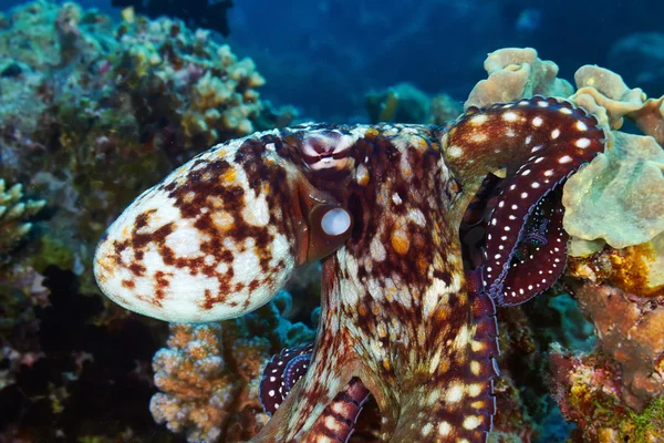 Reef octopus — Stock Photo, Image