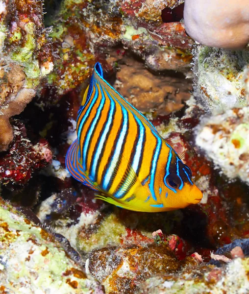 Royal angelfish — Stock Photo, Image