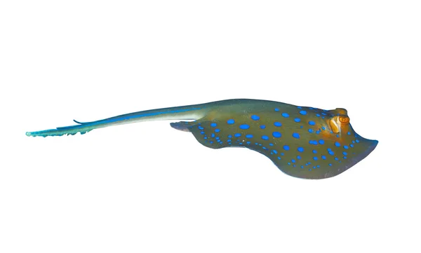 Bluespotted stingray — Φωτογραφία Αρχείου