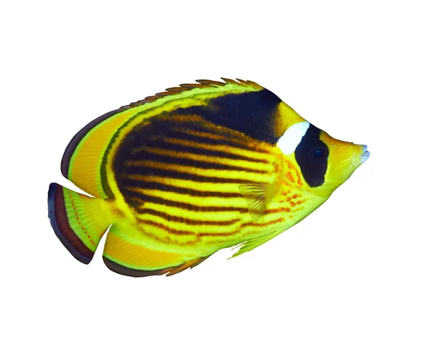 Diyagonal çizgili butterflyfish — Stok fotoğraf