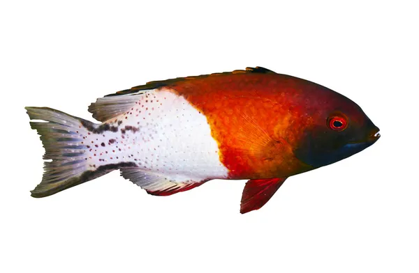 Lyretail hogfish — Stock Photo, Image