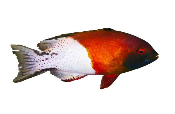 Lyretail hogfish — Stockfoto