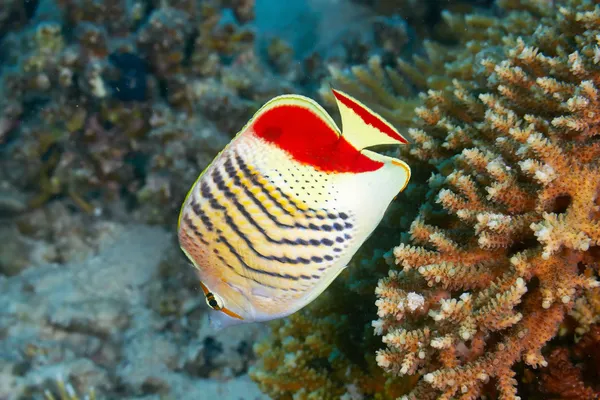 Eritrejská butterflyfish — Stock fotografie