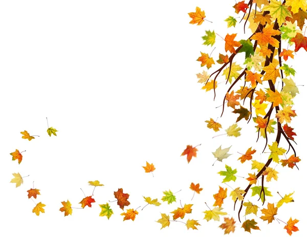 Podzimu větev — Stock fotografie