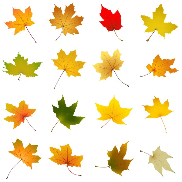 Maple autumn leaves collection — Stock Vector