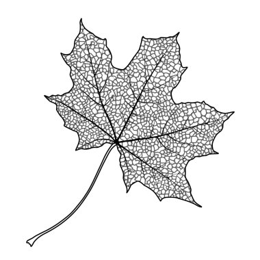 akçaağaç yaprağı