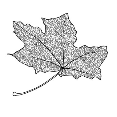 akçaağaç yaprağı