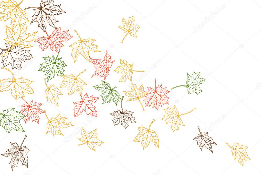 Maple leaves falling