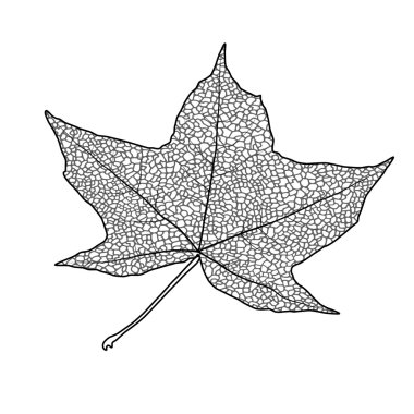 akçaağaç yaprağı