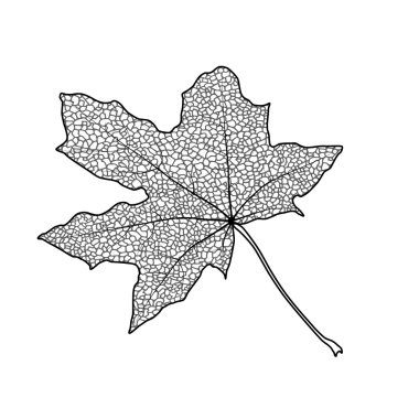 akçaağaç yaprağı