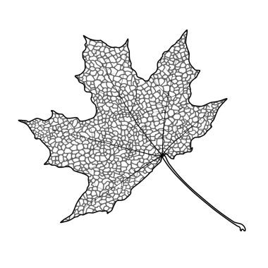 akçaağaç yaprağı