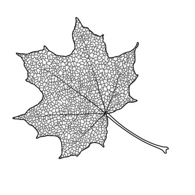 akçaağaç yaprağı