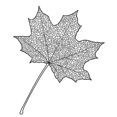 akçaağaç yaprağı