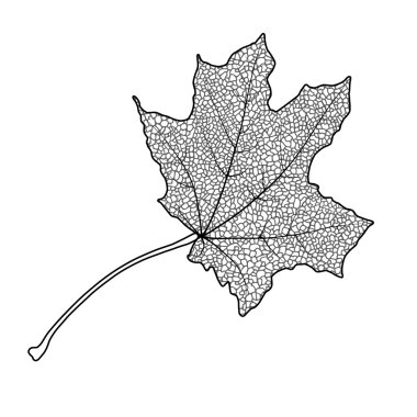 akçaağaç yaprağı