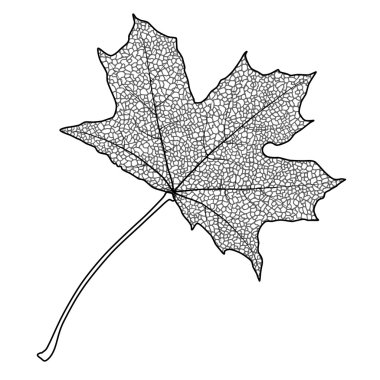 akçaağaç yaprağı