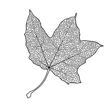 akçaağaç yaprağı