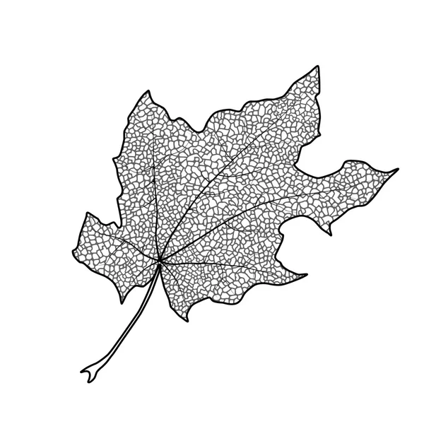 カエデの葉 — ストックベクタ