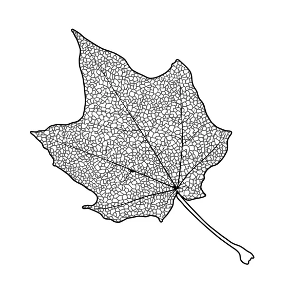 カエデの葉 — ストックベクタ