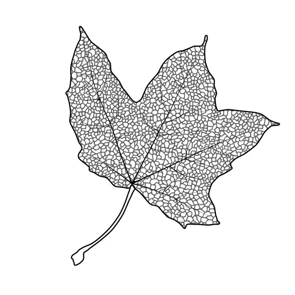 Feuille d'érable — Image vectorielle