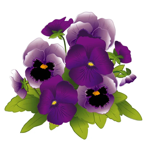 Arrangement Floral Panaché Fleurs Lavande Pourpre Viola Tricolor Hortensis Isolé — Image vectorielle