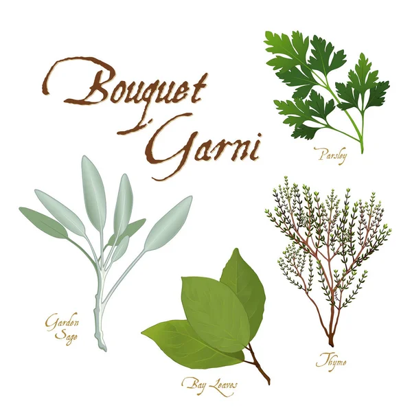 Bouquet Garni Mezcla Clásica Hierbas Francesas Para Cocinar Hojas Laurel — Vector de stock