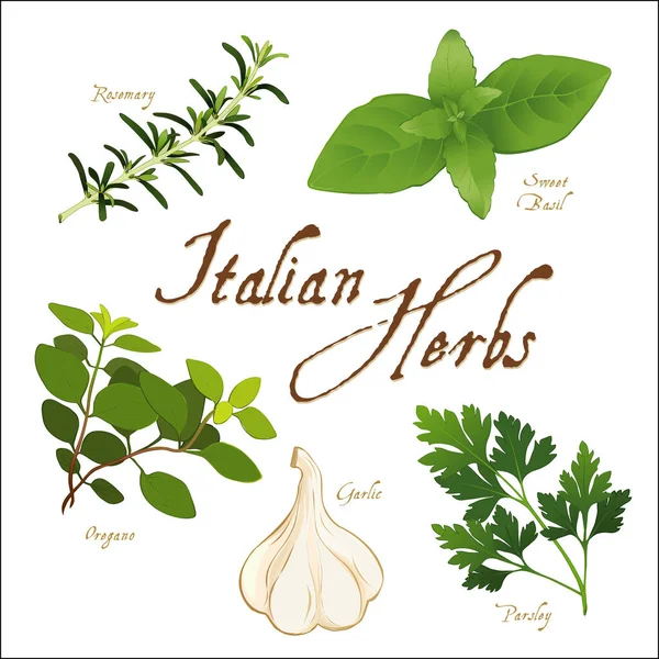 意大利烹饪的地区烹饪草本植物 迷迭香 意大利Oregano 甜罗勒和意大利欧芹 在白色的孤立 — 图库矢量图片