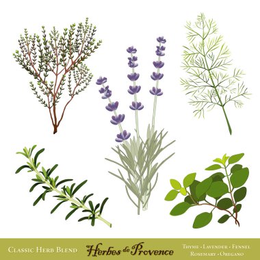 Herbes de Provence, Traditional herb blend from southern France, Sweet Lavender, Rosemary, Thyme, Sweet Fennel, Oregano. Isolated on white.