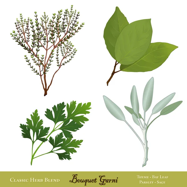 Bouquet Garni Traditional French Herb Blend Cooking Bay Leaves English — ストックベクタ