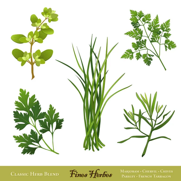 요리용 프랑스어 Sweet Marjoram Chervil Chives Italian Flat Leaf Parsley — 스톡 벡터