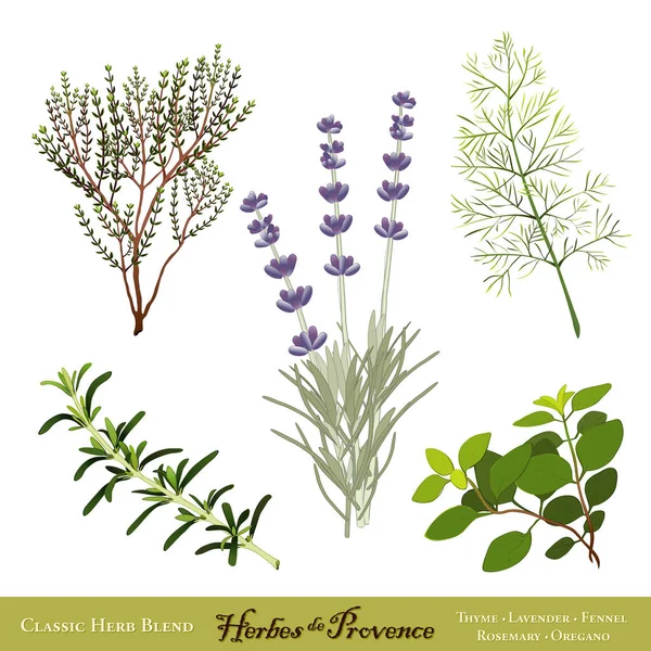 Herbes Provence Perinteinen Yrttisekoitus Etelä Ranskasta Makea Laventeli Rosemary Timjami — vektorikuva