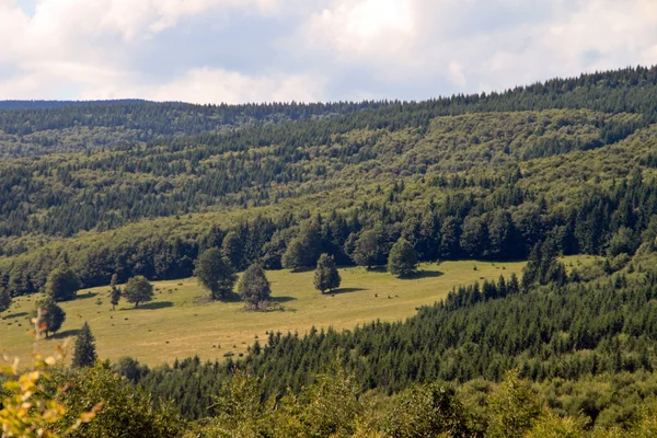 Las, łąka — Zdjęcie stockowe