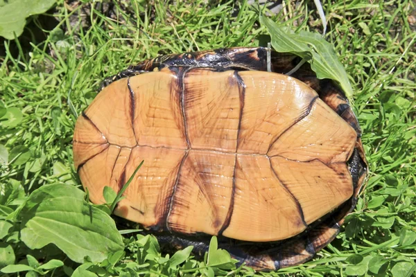 Bottom of a turtle — Stock Photo, Image