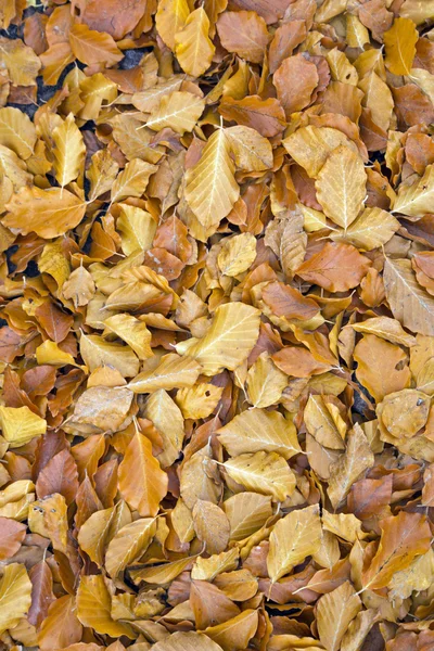 Fallen leaves — Stock Photo, Image