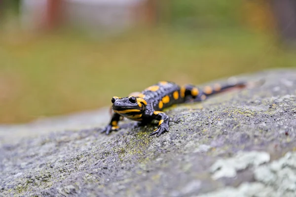 Salamandra Incendio — Foto Stock