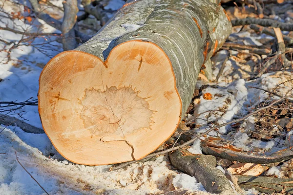 Hjärtformade stam — Stockfoto