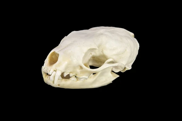 Marten kafatası — Stok fotoğraf