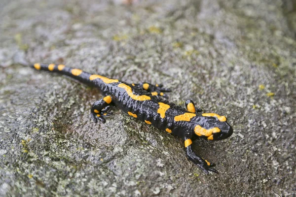 Salamandra plamista — Zdjęcie stockowe