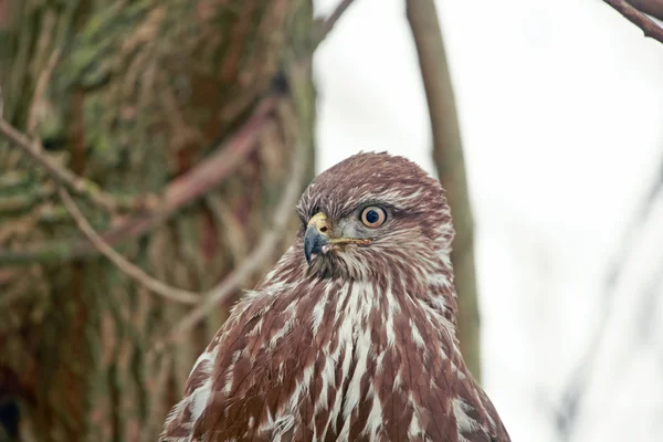 Buzzard comum — Fotografia de Stock