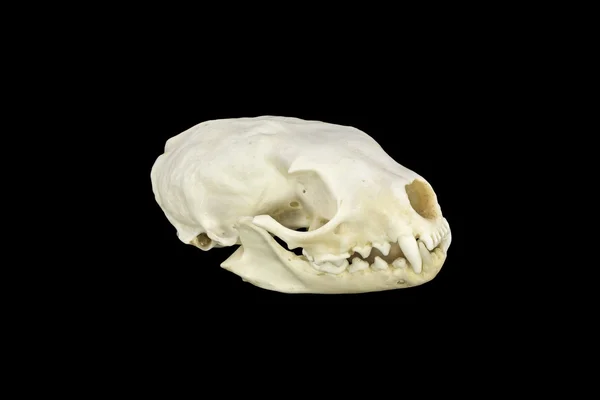 Marten skull — Stock Photo, Image