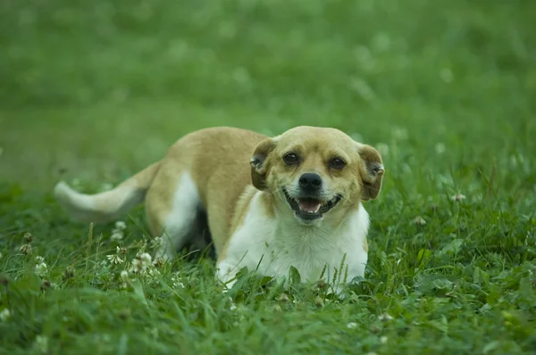 Perro en hierba — Foto de Stock