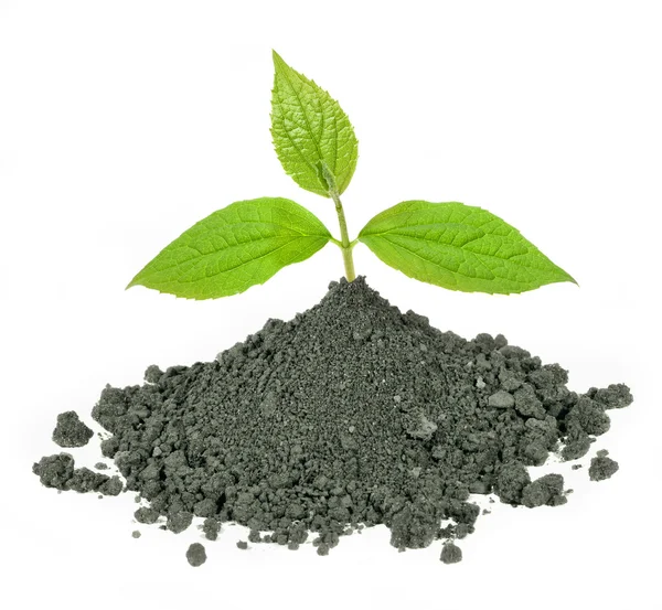 Groene plant en vuil — Stockfoto