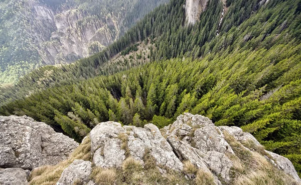 Wald von oben gesehen — Stockfoto