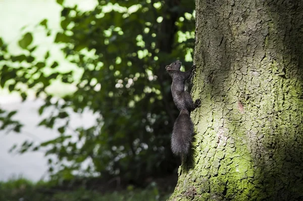 Esquilo árvore de escalada — Fotografia de Stock