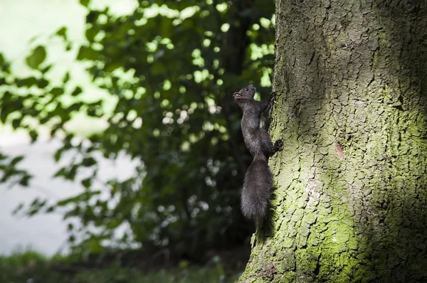 Eichhörnchen-Kletterbaum — Stockfoto