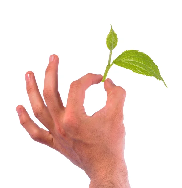 Hand holding leaf — Stock Photo, Image