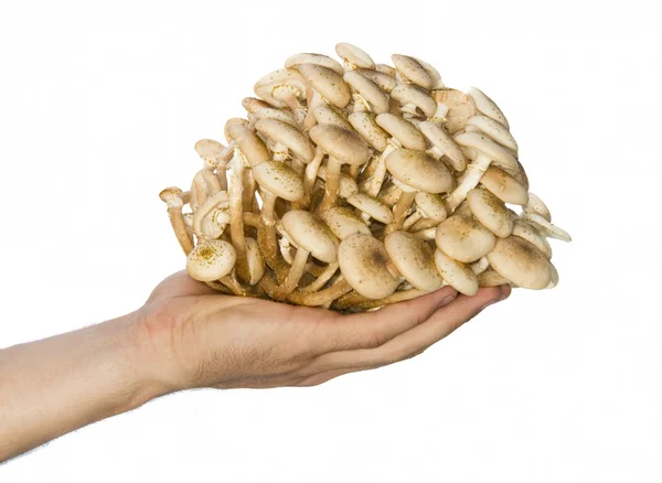 Cogumelos de mão — Fotografia de Stock