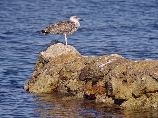 Möwe — Stockfoto